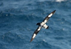 Cape petrel